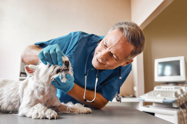 Best Pediatric Emergency Dentist in Lincoln Village, CA